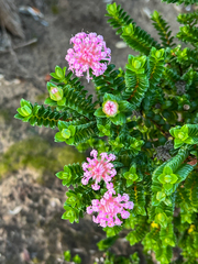 Pimelea ferruginea