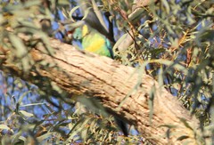 Barnardius zonarius barnardi