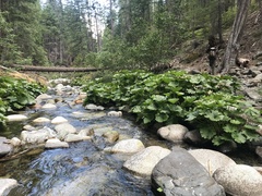 Darmera peltata