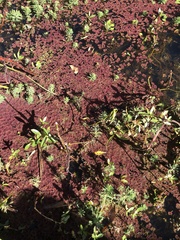 Azolla caroliniana