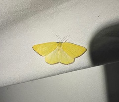 Hesperumia fumosaria