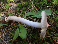 Inocybe lilacina