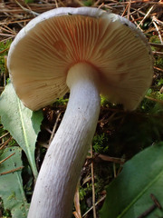 Inocybe lilacina
