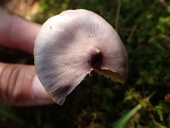 Inocybe lilacina