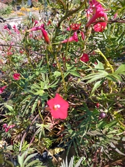 Ipomoea hederifolia