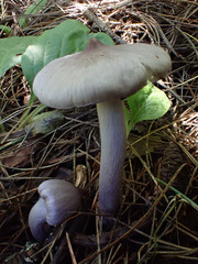 Inocybe lilacina