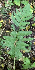 Dryopteris clintoniana
