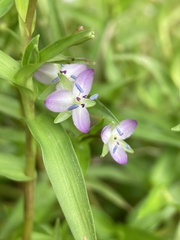 Murdannia keisak