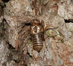 Neocicada hieroglyphica