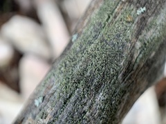 Pycnora praestabilis