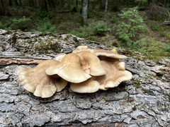 Pleurotus populinus