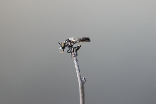 Holopogon albipilosus