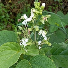 Clerodendrum infortunatum