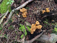 Craterellus tubaeformis