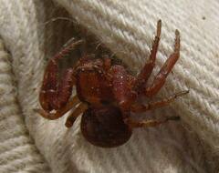 Xysticus locuples