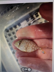 Caranx bartholomaei