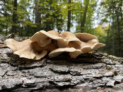 Pleurotus populinus