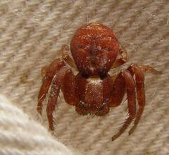 Xysticus locuples