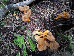 Craterellus tubaeformis