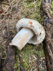 Russula dissimulans