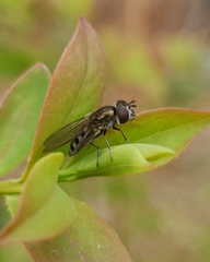 Platycheirus fenestrata