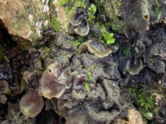 Collema subflaccidum