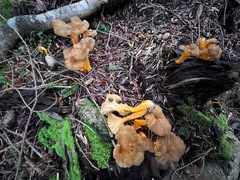Craterellus tubaeformis