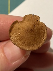 Collybiopsis subnuda