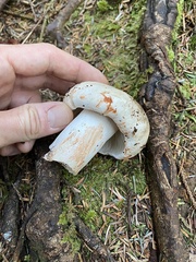Russula dissimulans