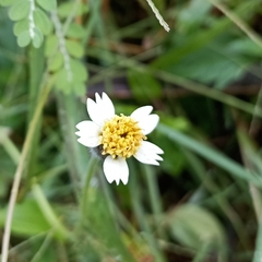 Tridax procumbens