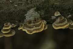 Trametes versicolor
