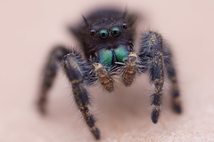 Phidippus audax