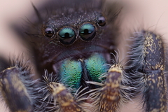 Phidippus audax