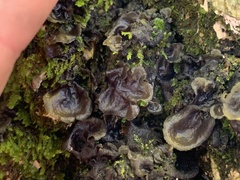Collema subflaccidum