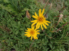 Tragopogon orientalis