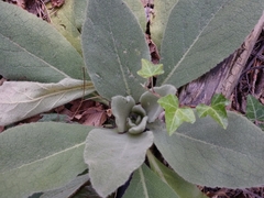 Verbascum