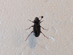 Carabidae