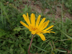 Tragopogon orientalis