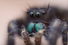Phidippus audax