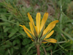 Tragopogon orientalis