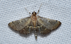Anageshna primordialis