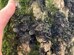 Collema subflaccidum