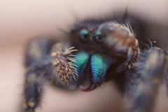Phidippus audax