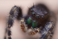 Phidippus audax