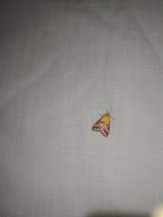 Pyrausta sanguinalis