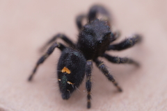 Phidippus audax