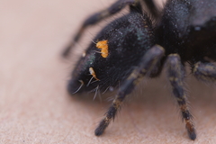 Phidippus audax