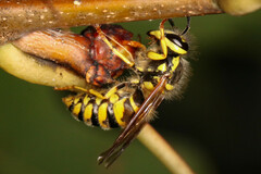 Vespula flavopilosa