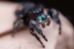 Phidippus audax