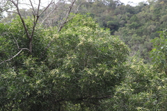 Acacia polystachya